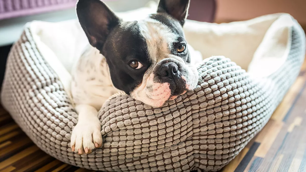 Una pyme japonesa present&oacute; un collar inteligente que permite saber si tu perro est&aacute; triste, feliz o estresado seg&uacute;n su ritmo card&iacute;aco y signos vitales.