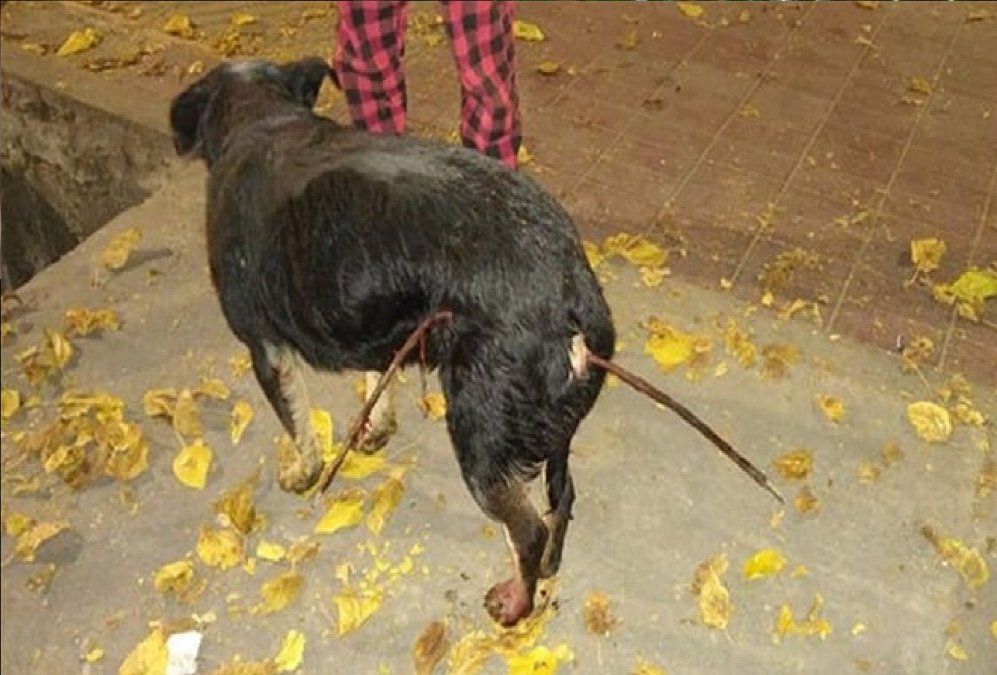 Doloroso caso de maltrato animal en Mendoza