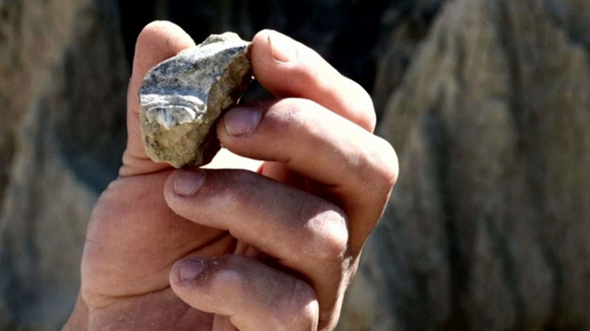 Corrientes: hallaron restos de un perezoso gigante de entre 30.000 y 50.000 años de antigüedad