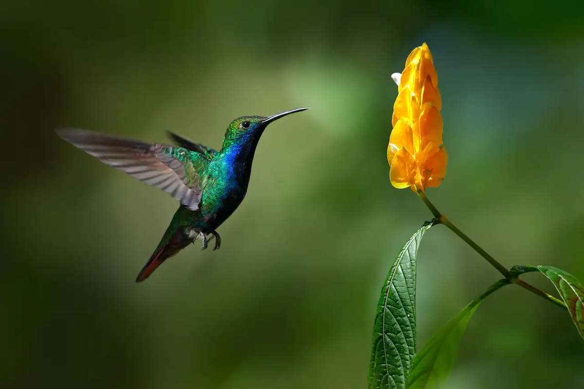 El colibrí azul es conocido por traer muchas cosas positivas.