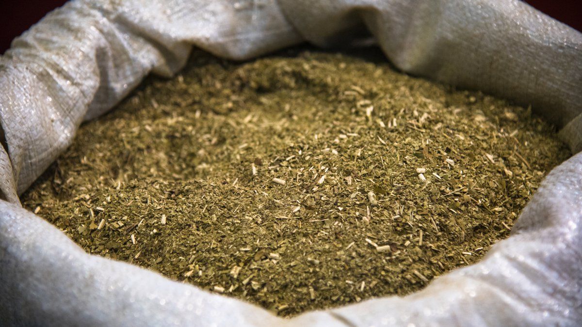 Crearon el instituto nacional de la yerba mate