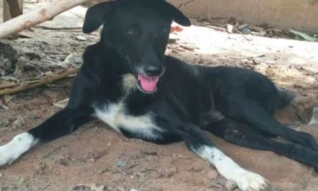La historia detrás del perro que salvó al bebé enterrado por su mamá