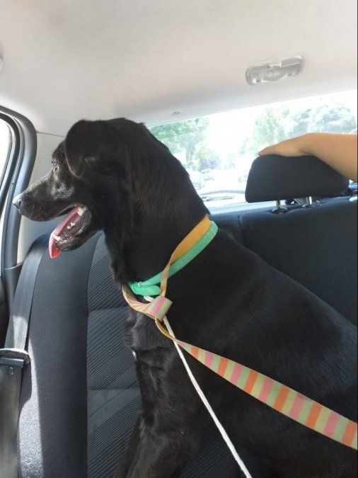 El labrador negro ya se encuentra en el refugio a la espera de ser adoptado por una nueva familia