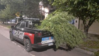 Fuga, persecución y disparos en Santa Fe: cuatro detenidos y plantas de marihuana secuestradas