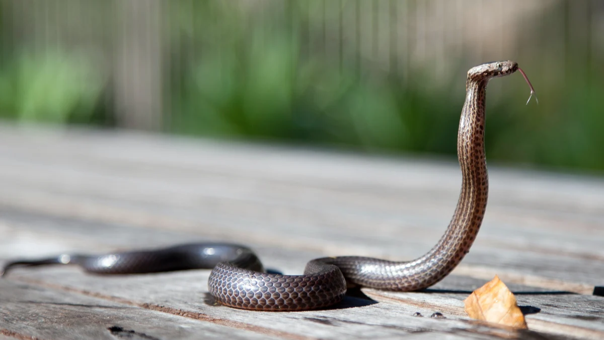 Soñar con víboras puede revelar emociones que no querés ver.