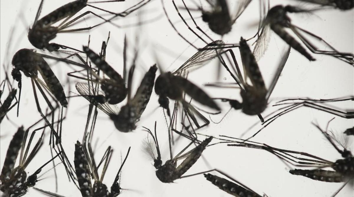 Mostró el truco definitivo para ahuyentar a los mosquitos y se volvió viral