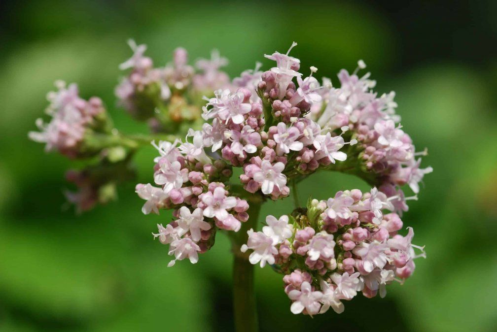 El té de valeriana se obtiene de la planta con el mismo nombre. El té de valeriana se obtiene de la planta con el mismo nombre.