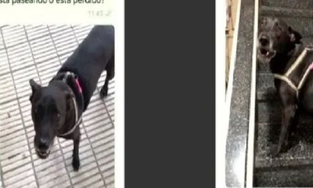 Una mujer encontró a un perrito en la calle, mensajeó a su dueña y su respuesta arrasó en Twitter Una mujer encontró a un perrito en la calle, mensajeó a su dueña y su respuesta arrasó en Twitter