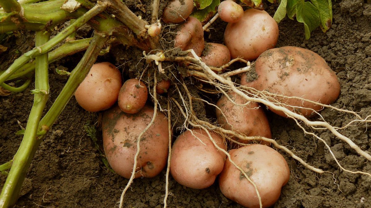 La papa absorbe agua al regar y la libera de manera lenta.