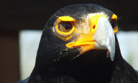 Qué significa el águila negra en los sueños Qué significa el águila negra en los sueños