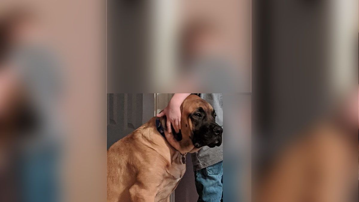 Lo pusieron en penitencia y la imagen junto a su perro es viral