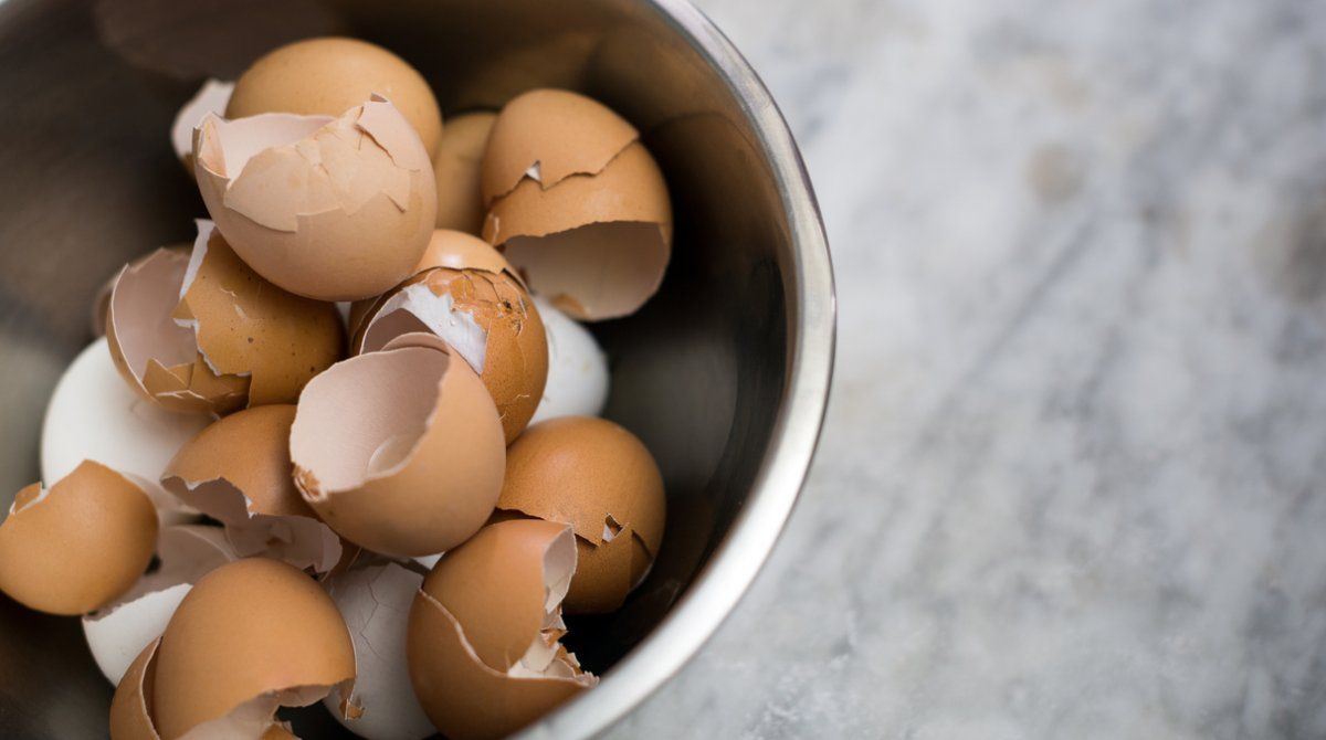 Las cáscaras de huevos son ideales para el potus. Las cáscaras de huevos son ideales para el potus.