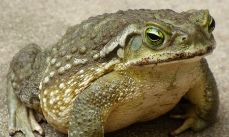 La orina del sapo no causa ceguera, pero sus secreciones pueden irritar los ojos. La orina del sapo no causa ceguera, pero sus secreciones pueden irritar los ojos.