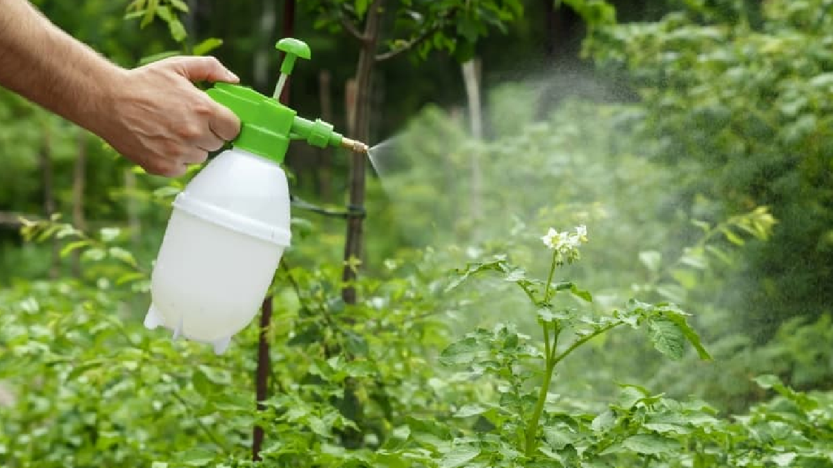 Agricultura ecológica qué alternativas existen al uso de fertilizantes