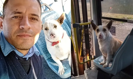 Corchito, el perro fiel de un colectivero que es furor en TikTok Corchito, el perro fiel de un colectivero que es furor en TikTok