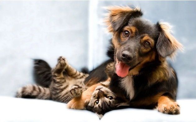 Un veterinario reveló qué hacen las mascotas minutos antes de morir