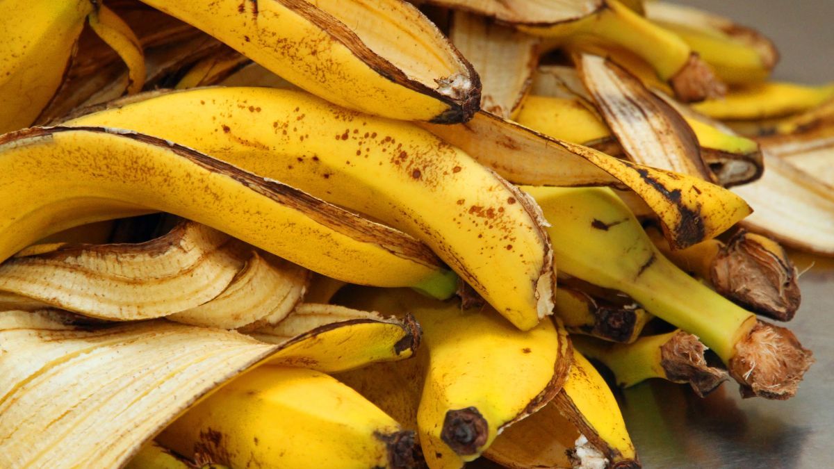 Cáscaras de plátano, un recurso natural para nutrir las plantas. Cáscaras de plátano, un recurso natural para nutrir las plantas.