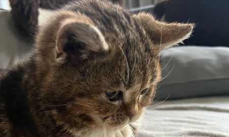 Según Champios Cat, el caminar en círculos no es un juego ni una forma de llamar la atención. Según Champios Cat, el caminar en círculos no es un juego ni una forma de llamar la atención.