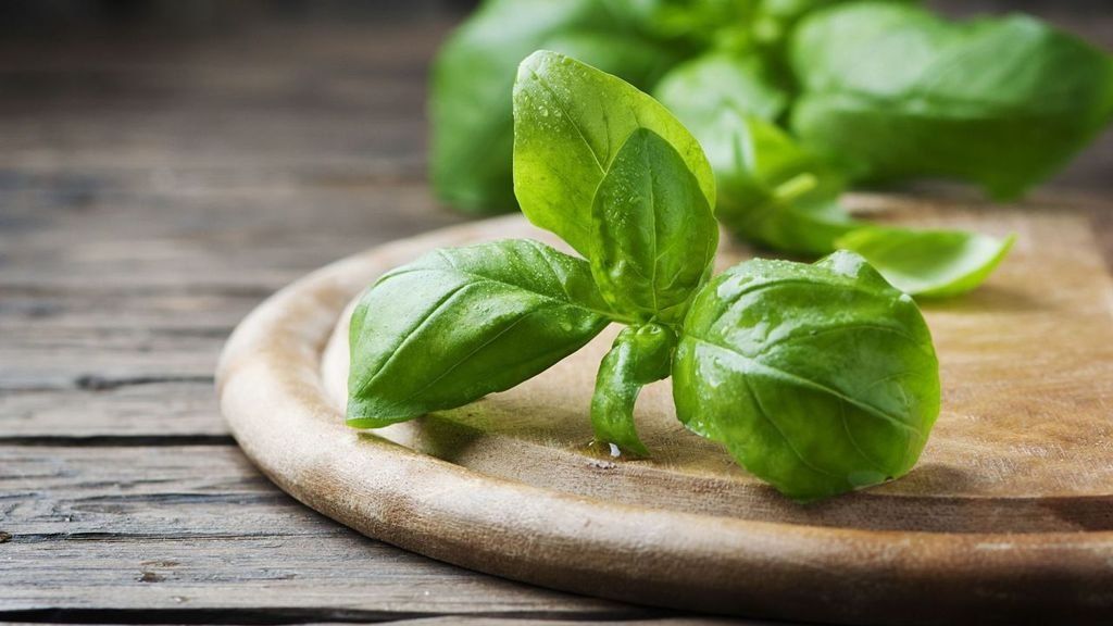 La albahaca es una solución natural y efectiva para espantar a las moscas de la fruta. La albahaca es una solución natural y efectiva para espantar a las moscas de la fruta.