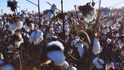 Presentan en Chaco una variedad de algodón tolerante al estrés hídrico