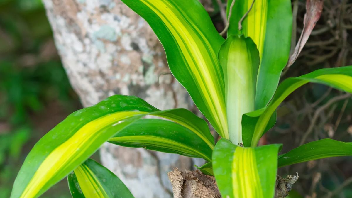 El exceso de agua es el principal enemigo de esta planta tropical. El exceso de agua es el principal enemigo de esta planta tropical.