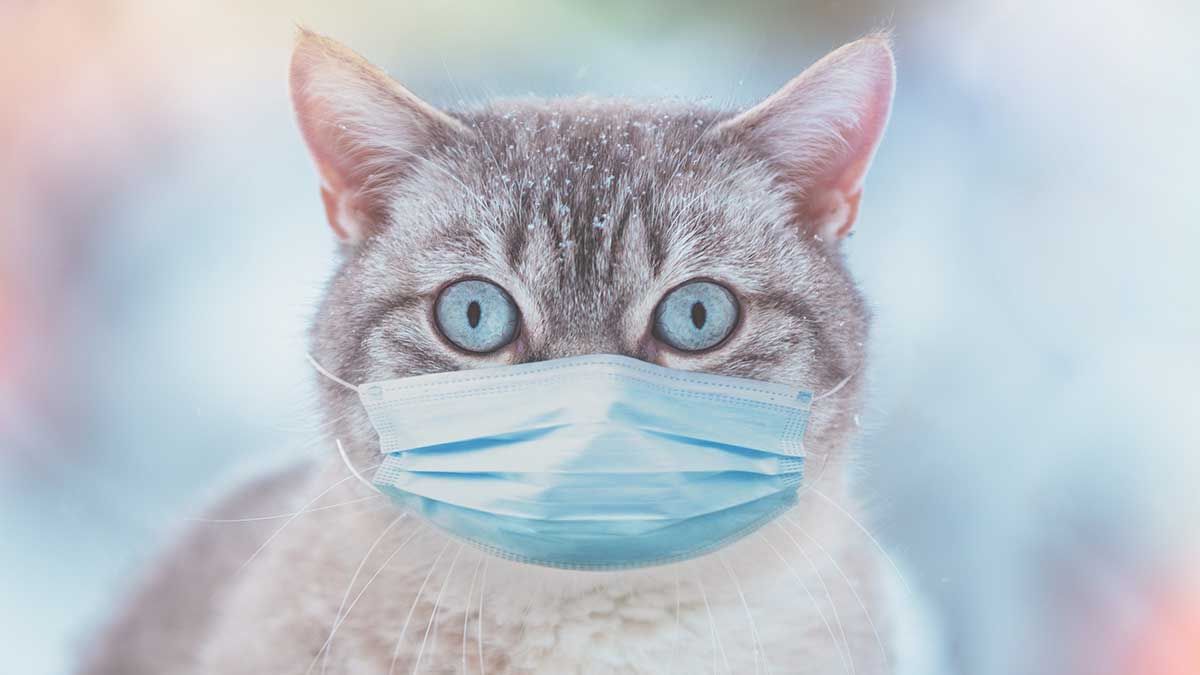 Imagen ilustrativa. Un gato mordi&oacute; a sus due&ntilde;os estando infectado con un virus y debieron someterse a un an&aacute;lisis.