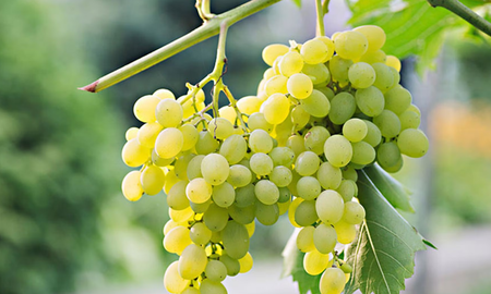 Las uvas blancas son deliciosas y frescas. Las uvas blancas son deliciosas y frescas.