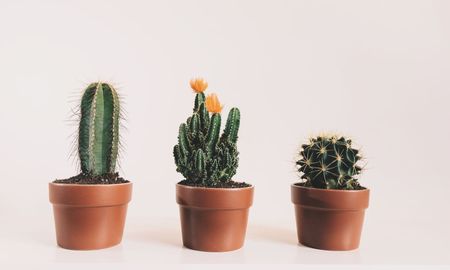 Qué pasa si agregás una pizca de sal fina al cactus y por qué ayuda contra las cochinillas. Qué pasa si agregás una pizca de sal fina al cactus y por qué ayuda contra las cochinillas.