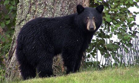 Video viral: un oso interrumpió un casamiento en búsqueda de comida. Video viral: un oso interrumpió un casamiento en búsqueda de comida.