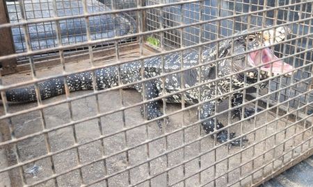 Un lagarto overo apareció debajo de los autos estacionados en el cruce de las calles Balcarce y Dorrego, en barrio Candioti. Un lagarto overo apareció debajo de los autos estacionados en el cruce de las calles Balcarce y Dorrego, en barrio Candioti.