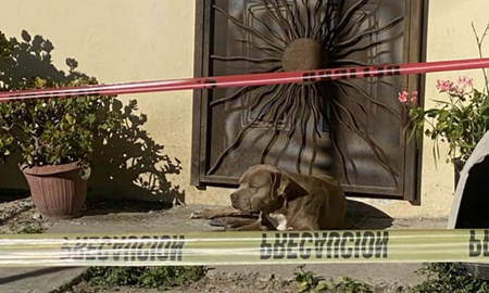 Conmovedor: el perro de una periodista asesinada la sigue esperando en la puerta de casa Conmovedor: el perro de una periodista asesinada la sigue esperando en la puerta de casa