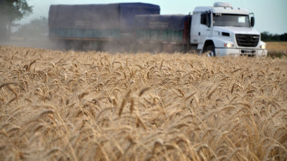 Los empresarios agropecuarios esperan una campaña de trigo con expectativas positivas