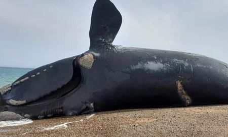 Más de 76 ballenas aparecieron muertas en la Península Valdés Más de 76 ballenas aparecieron muertas en la Península Valdés
