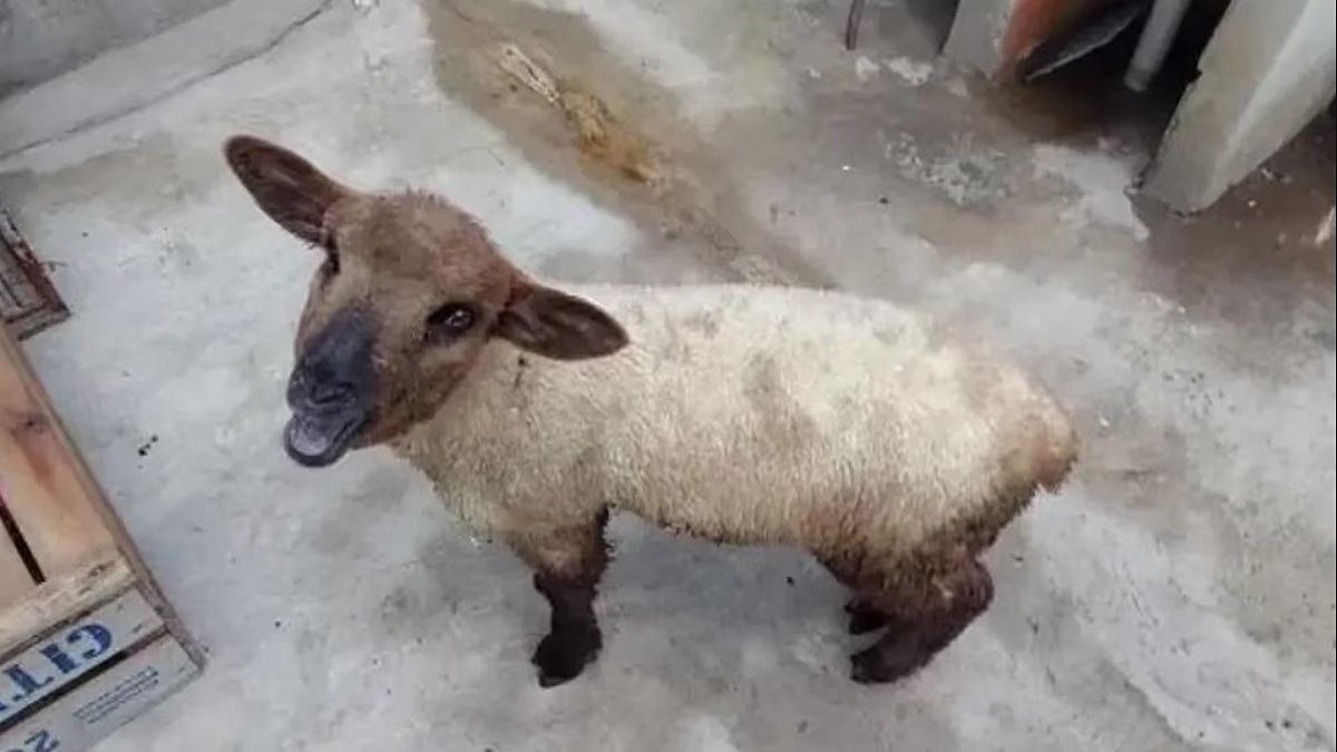 Una oveja que iba a ser sacrificada.