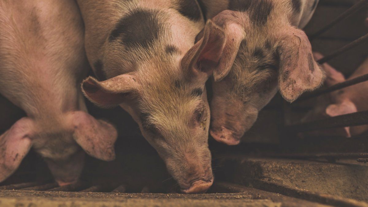 El sector porcino pasó de exportar US$ 7 millones en 2010 a más de US$ 70 millones en 2020.