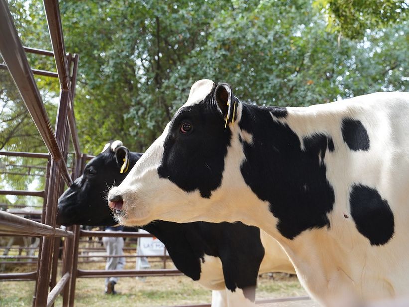12.000 millones de litros de leche y la necesidad de adecuarse a la exportación 12.000 millones de litros de leche y la necesidad de adecuarse a la exportación