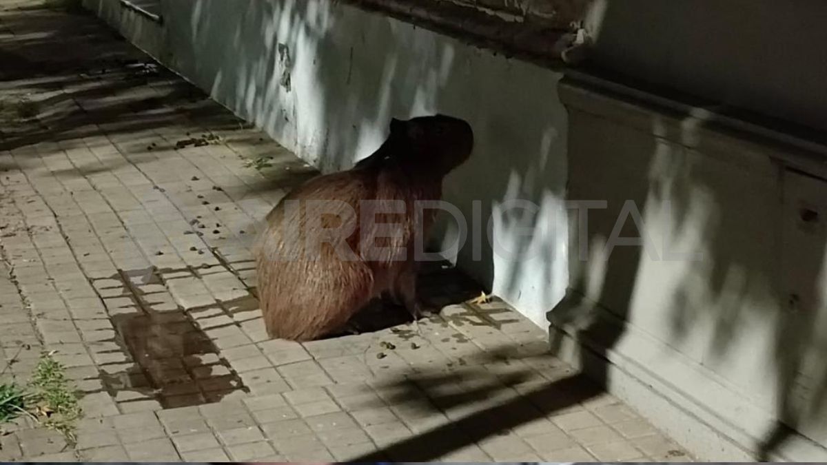 Los vecinos del barrio Candioti llamaron al 0800 de la Municipalidad para comunicar la presencia del animal en la zona