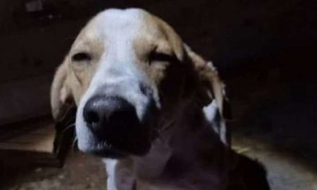 El perro sufrió cuatro heridas cortantes con un cuchillo cuando se interpuso entre el agresor, de 62 años, y la víctima, de 58, el lunes pasado en la casa de la familia, donde también estaban los nietos de la mujer. El perro sufrió cuatro heridas cortantes con un cuchillo cuando se interpuso entre el agresor, de 62 años, y la víctima, de 58, el lunes pasado en la casa de la familia, donde también estaban los nietos de la mujer.