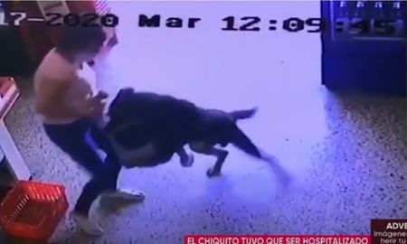 El salvaje ataque de un perro a un nene que quiso acariciarlo El salvaje ataque de un perro a un nene que quiso acariciarlo