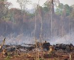 deforestacion en argentina: el monte chaqueno es un espejo de lo que pasa en el amazonas deforestacion en argentina: el monte chaqueno es un espejo de lo que pasa en el amazonas