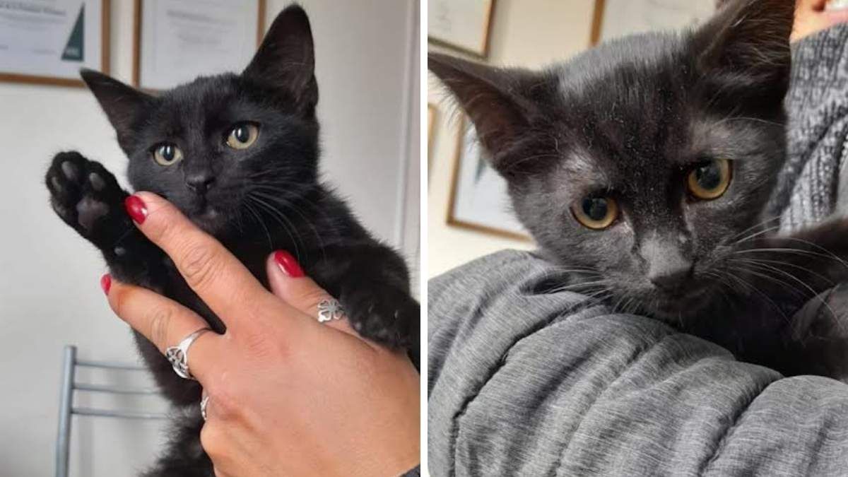 Vet en Línea ofrece cobertura de salud para gatos. Vet en Línea ofrece cobertura de salud para gatos.