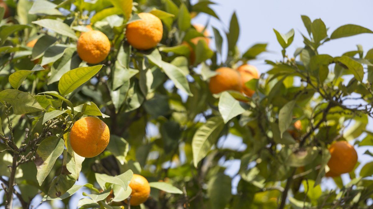 Con estas técnicas podrá crecer en pocos días. Con estas técnicas podrá crecer en pocos días. 