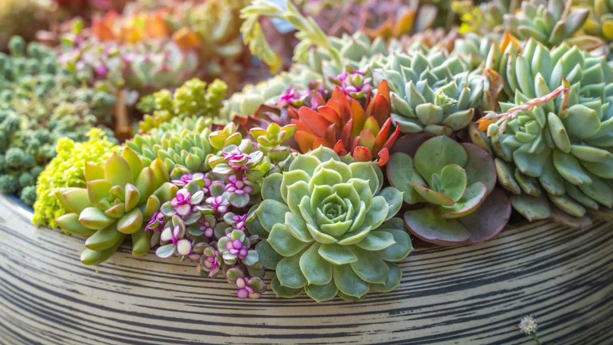 Las suculentas son perfectas para balcones pequeños. Las suculentas son perfectas para balcones pequeños.