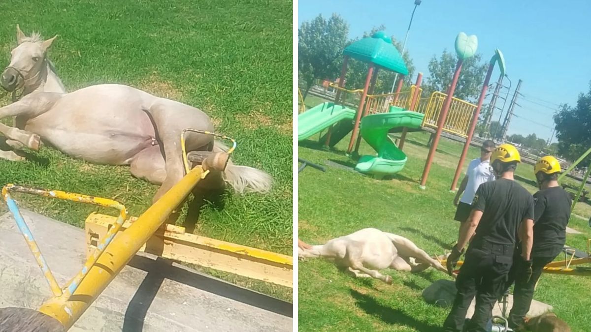 Bomberos Zapadores liberaron a un caballo que quedó atrapado en un subibaja en una plaza.