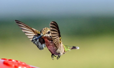 La mágica receta del néctar de colibrí que podés hacer desde tu casa La mágica receta del néctar de colibrí que podés hacer desde tu casa