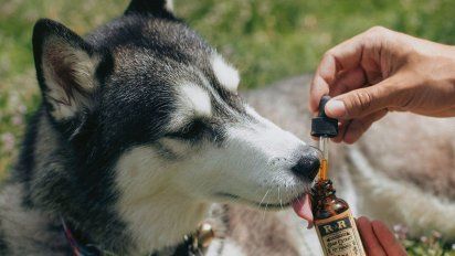 Aire de Santa Fe | cannabis medicinal animales.jpg