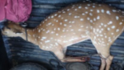 Le dieron cuatro años de prisión por ingresar a un campo, cazar y faenar ciervos en Pringles