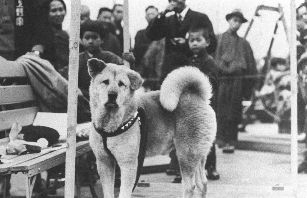 Se cumplen 87 años de la muerte de Hachiko