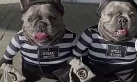 Viral: Perritos son atrapados robando un banco. Viral: Perritos son atrapados robando un banco.