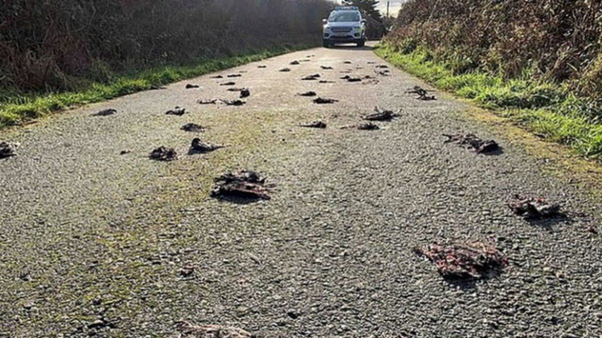 Video aterrador: misterio por 300 pájaros muertos que cayeron en una ruta